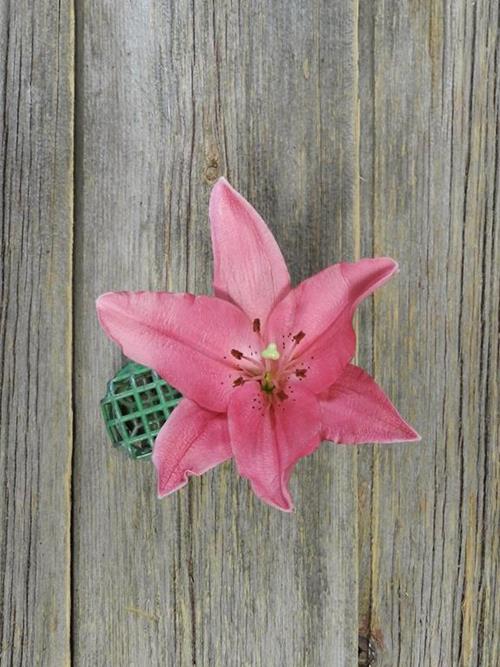 YERSEKE  PINK LA HYBRID LILIES